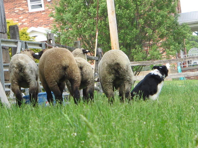 for lack of goats or sheep to