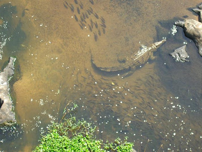 Notas de campo y jardín: Cocodrilos, más listos de lo que parecen