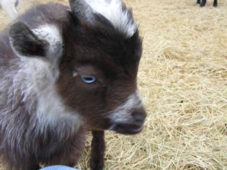 Goats for Sale Blue Eyed Nigerian Dwarfs!!