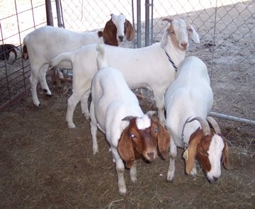 Nanny goats