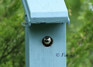 Chickadee at box