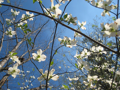 Ansel+adams+dogwood+blossoms