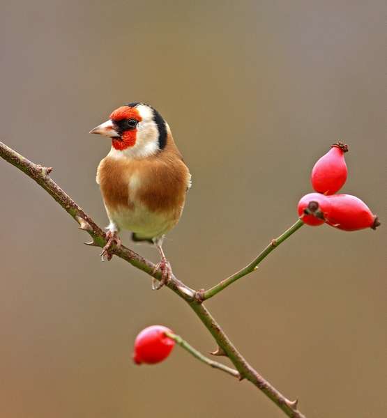 TEST Rosehips / Birds Interaction