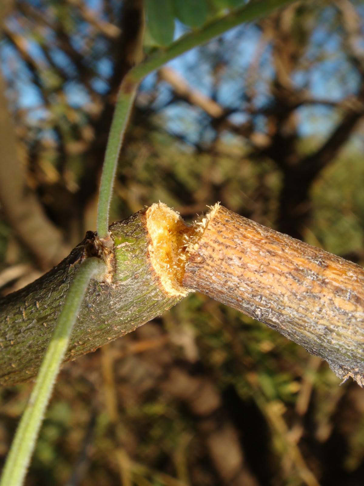 ETHNOBOTANY EDIBLE MESQUITE SAP & MESQUITE GIRDLER BEETLES