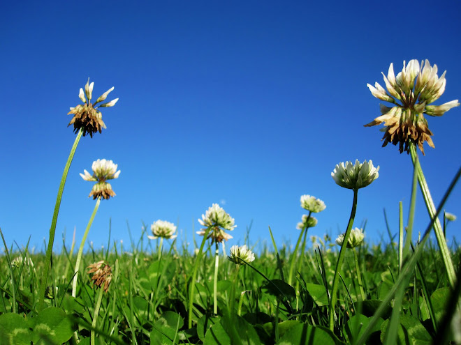 I love FLOWERS..they make me happy! :)