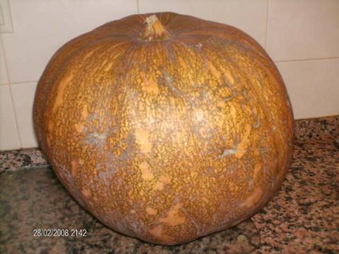[ABOBORA1393.JPG]