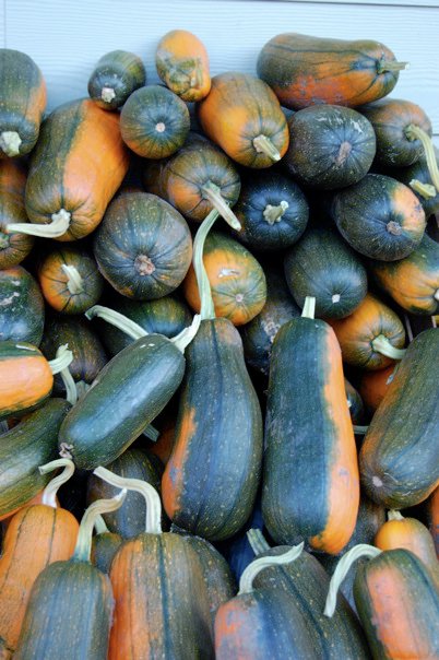 Long Pie Pumpkins Stacked Like Firewood For Winter Warmth - Sept 13, 2010