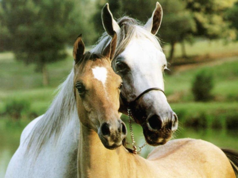 HORSES IN NEED OF YOUR HELP HORSES IN NEED OF YOUR HELP