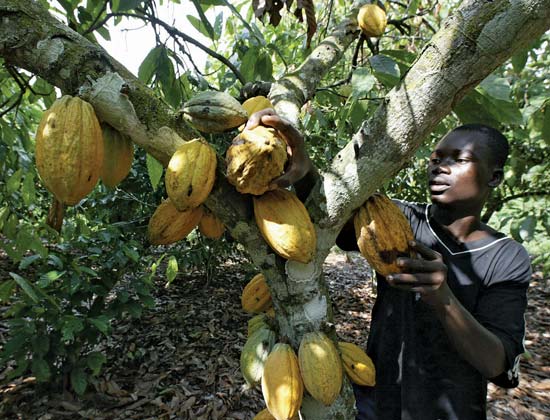 cacao.jpg