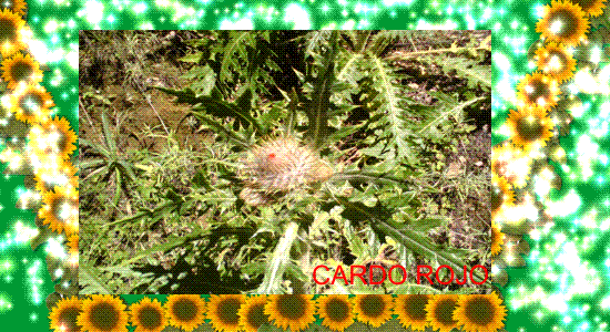 brenda: VEGETACION GIF