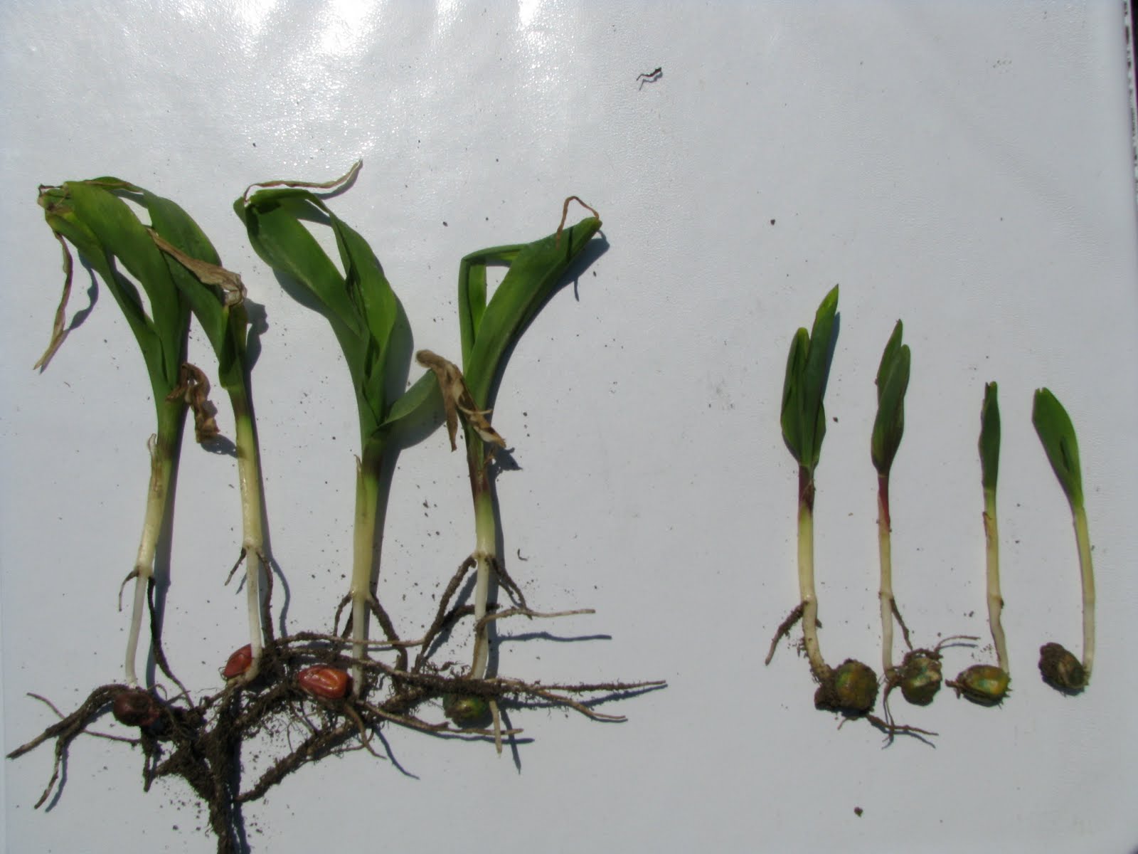 Moe's Diagnostic Centre