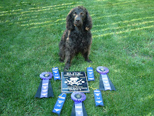 Trapper (Top Elite Dog) NADAC