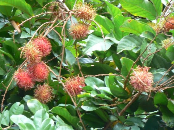 [Rambutans2.jpg]