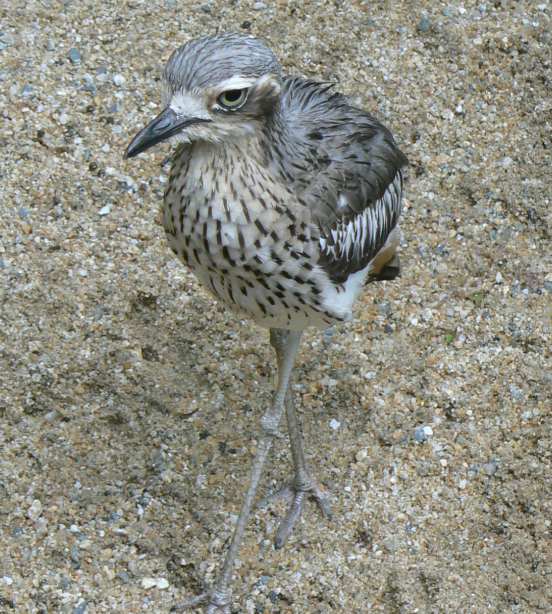 [Curlew,+Bush-stoneOne.jpg]