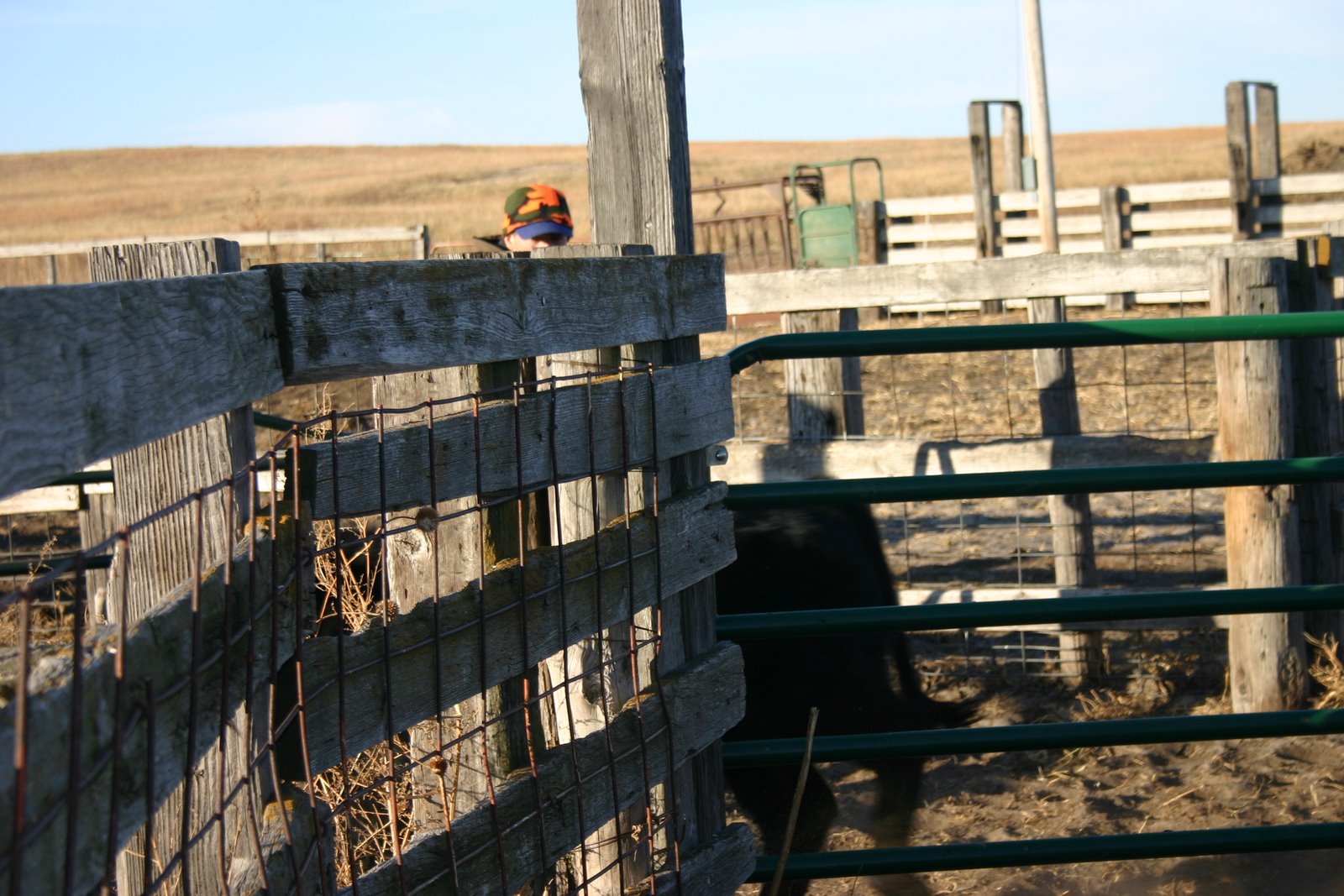 [2007+Cattle4.JPG]