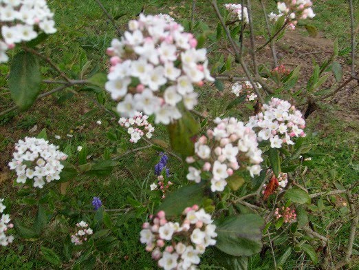Ma Planete Jardin Viburnum Summer Snowflake Elegante Et Remontante