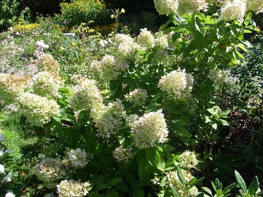 Ma Terre De Bruyere Octobre 2011