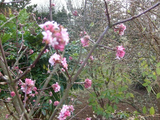 Viorne De Chine Rotundifolium Viburnum Plicatum Le Jardin Du