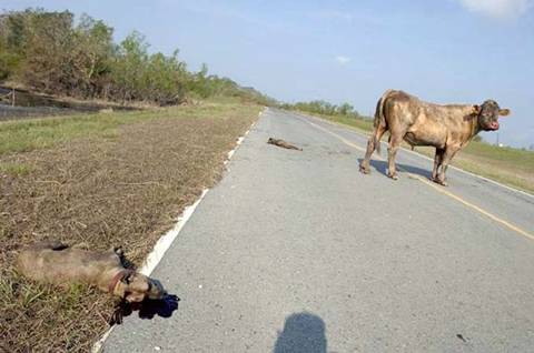 Power Bull