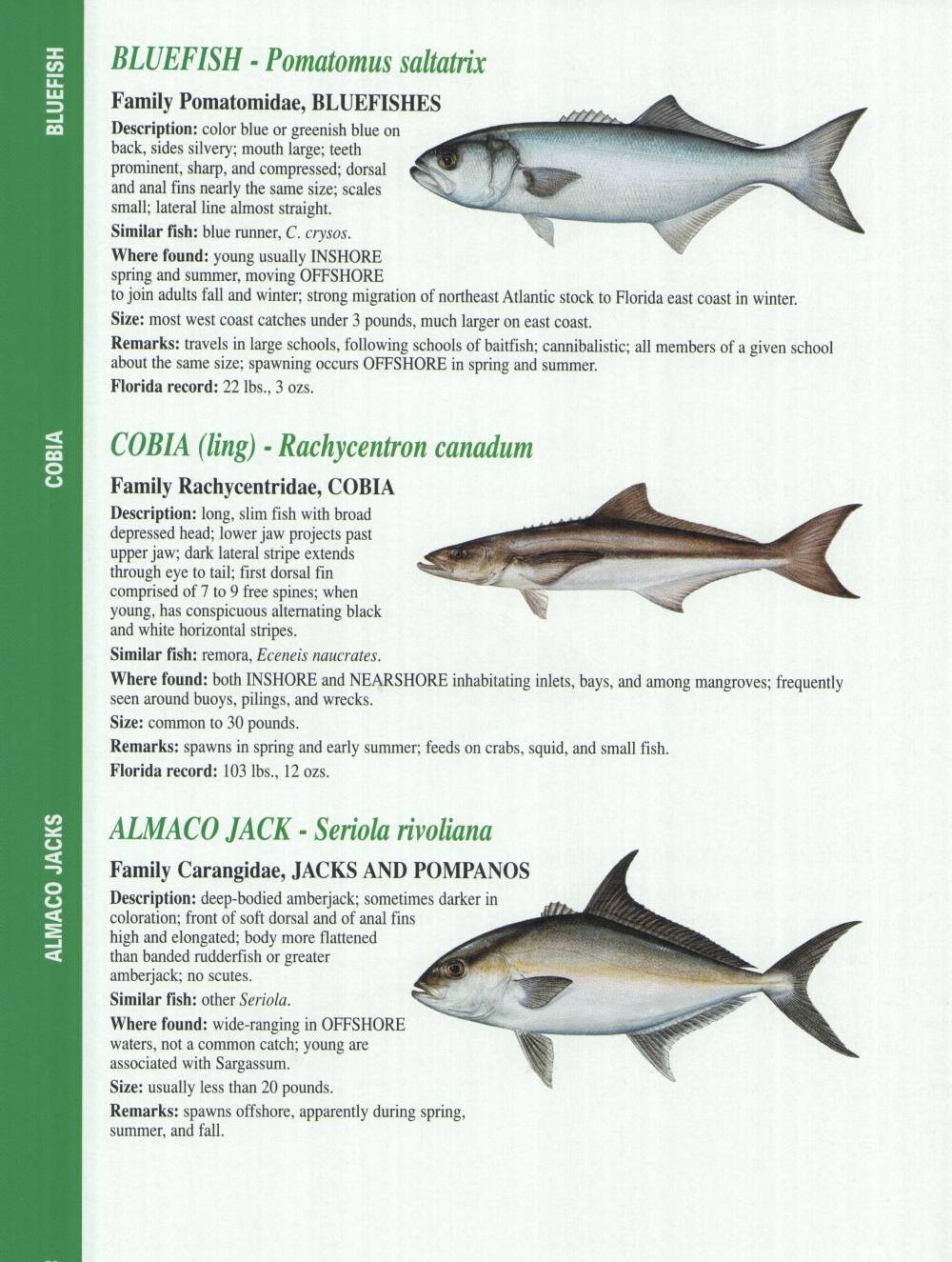 Crystal River Fishing Report Florida Gulf Fish Identification Charts