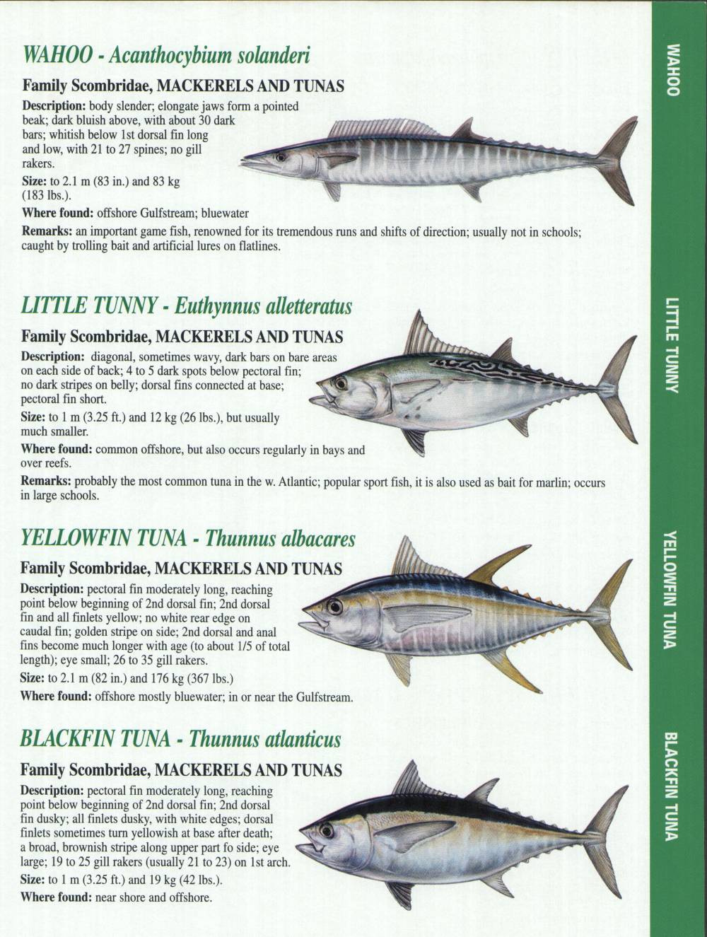 Crystal River Fishing Report Florida Gulf Fish Identification Charts