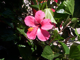 Dominican Flower