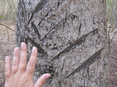 komodo dragon claws