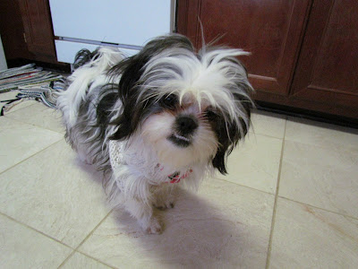 Shih Tzu Overbite