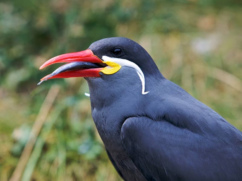 http://1.bp.blogspot.com/_34PE0ZEgM80/S829hdlI7mI/AAAAAAAAHrM/xd2etod2hGs/s1600/bird+wallpaper+(59).jpg