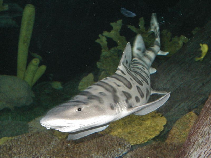 Shark in arabian sea