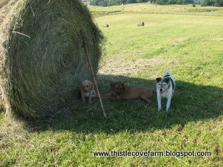 [IMG_1394.JPG]