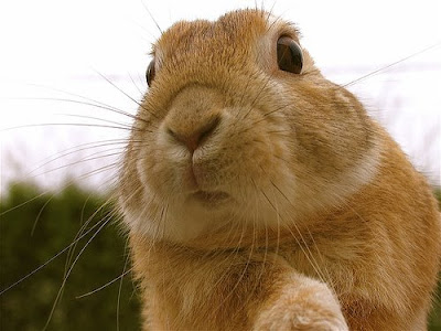 OUR PRESCHOOL HOMESCHOOL: WEEKS 22 - 26 PICTURES