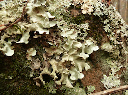 Growth on a rock