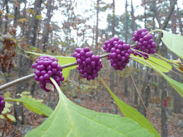 French Mullberry