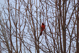 Cardinal in the tree