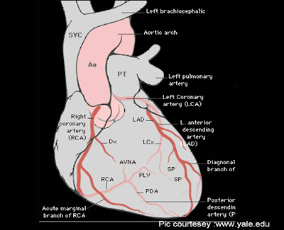 22re vacuum diagram. heart diagram labeled.