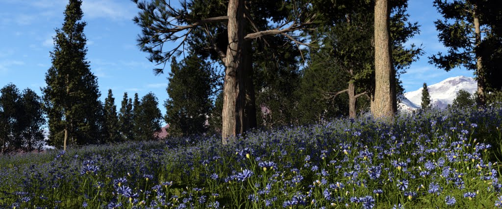 [Cornflowers_close.jpg]
