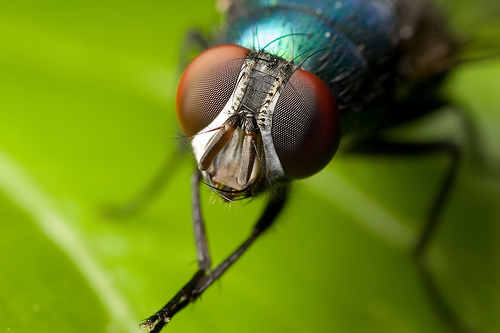 Pet Fly