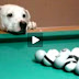 Un chien champion de billard