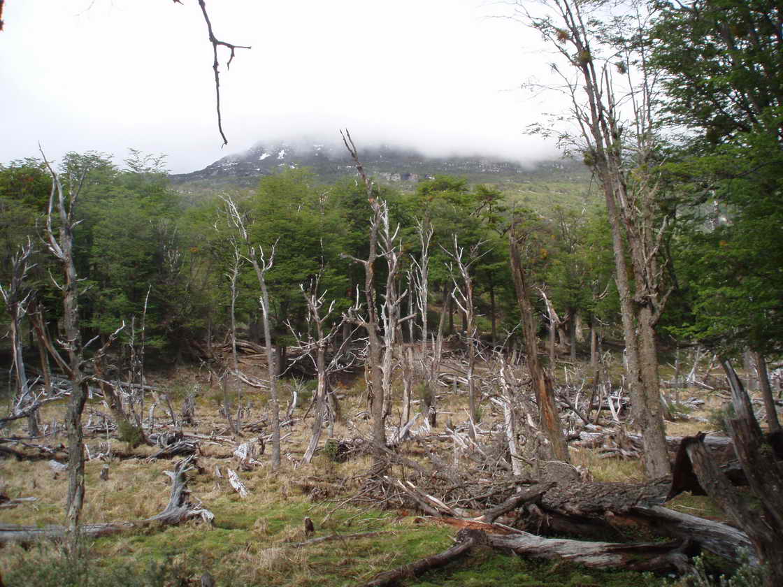 [ARGENTINA20071108_39.JPG]