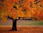 [Fall+tree.jpg]
