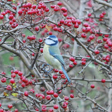 Blue Tit