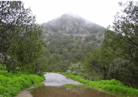 لغتنا الشاعرة 2010 m