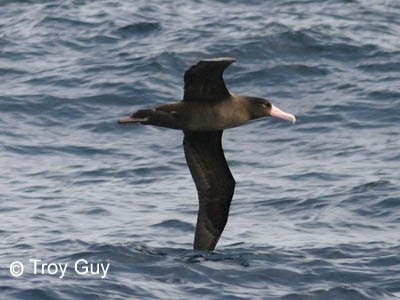 Short-tailed Albatross off Oregon in 2006 by Troy Guy