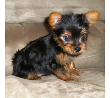 The Most Adorible Dog Ever!