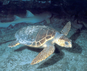 tortugas tortugas
