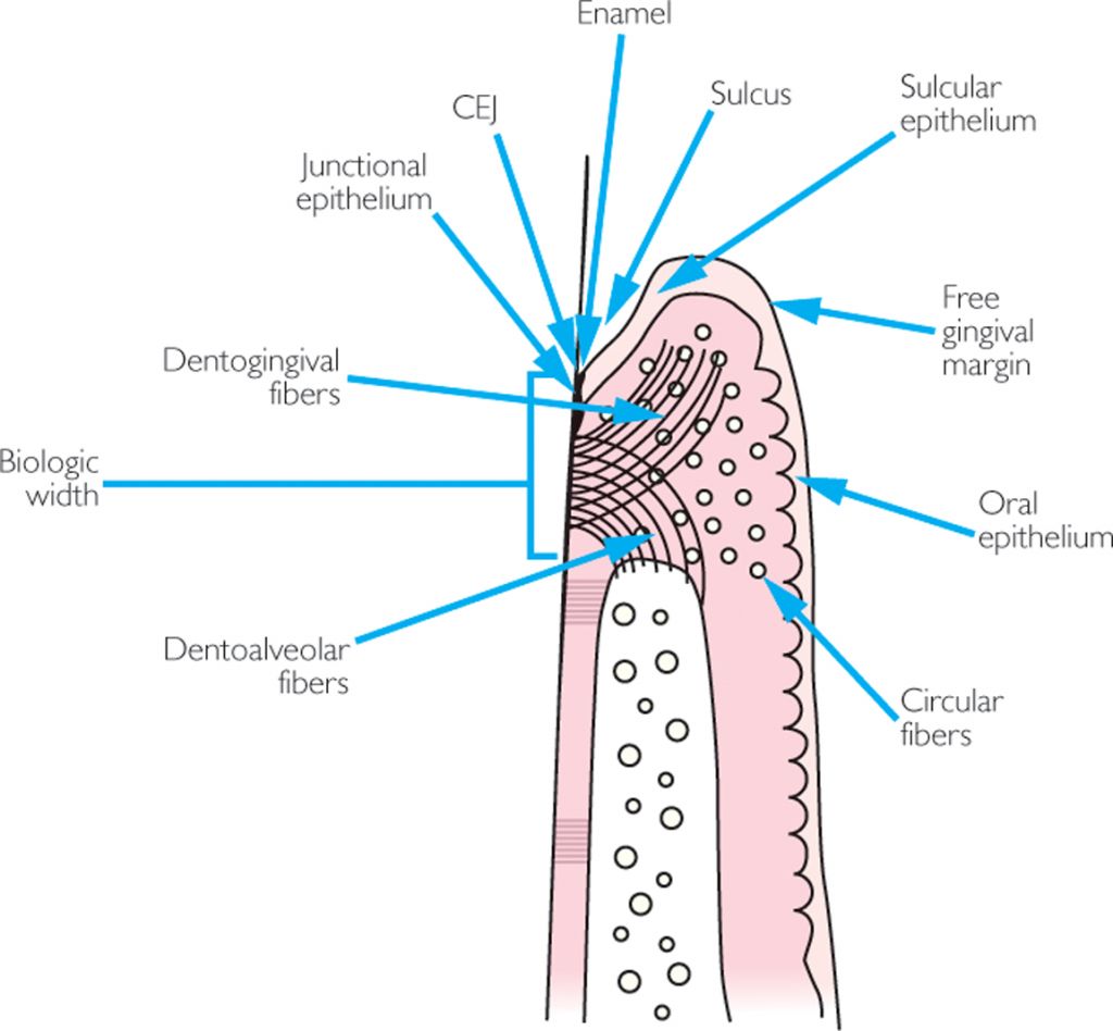 The C3 Dental Therapist and Hygienist Family