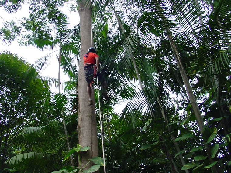 Treinamento no Instituto Nacional de Pesquisas da Amazônia, Manaus - AM