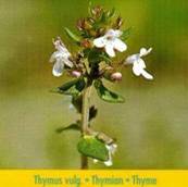 Thyme