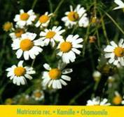 Chamomile